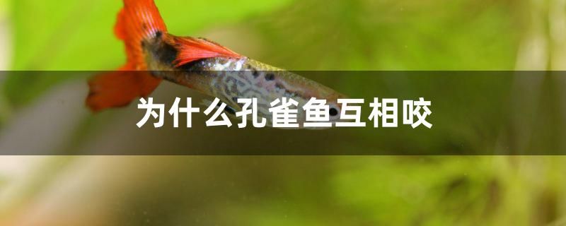 為什么孔雀魚互相咬 赤荔鳳冠魚