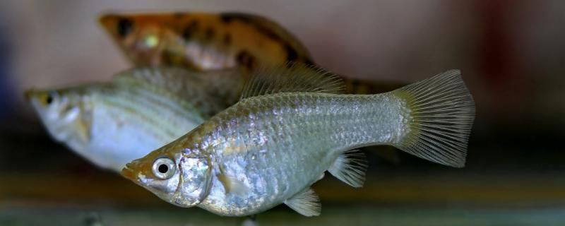 瑪麗魚吃油膜嗎愛(ài)吃什么食物 紅勾銀版魚