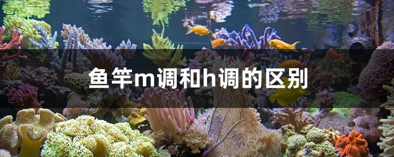 魚竿m調和h調的區(qū)別