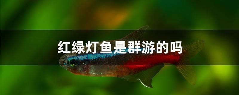 小型魚(yú)缸循環(huán)過(guò)濾水泵怎么工作使用（威樂(lè)w9循環(huán)水泵設(shè)置說(shuō)明） 福滿鉆魚(yú) 第1張