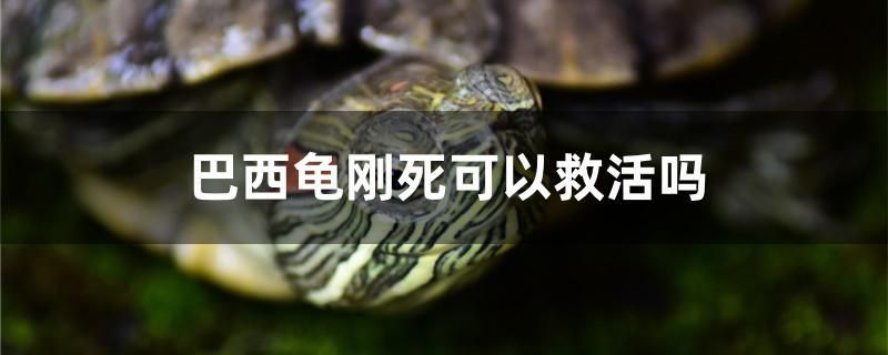 巴西龜剛死可以救活嗎 月光鴨嘴魚