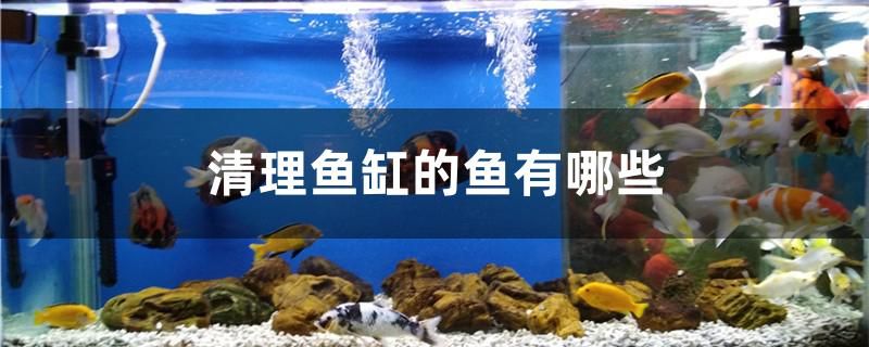 清理魚缸的魚有哪些