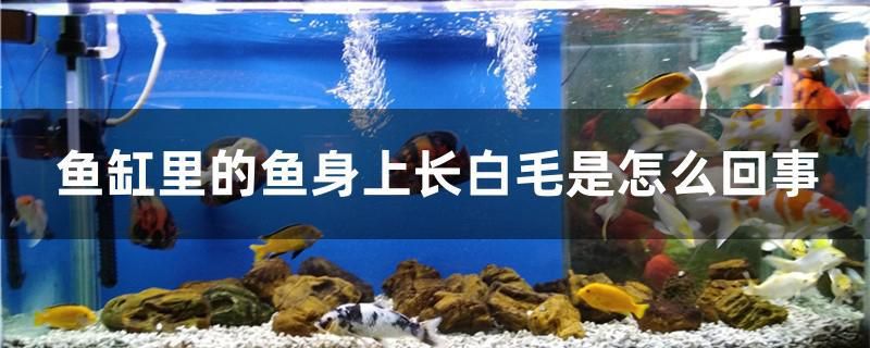 魚缸里的魚身上長白毛是怎么回事