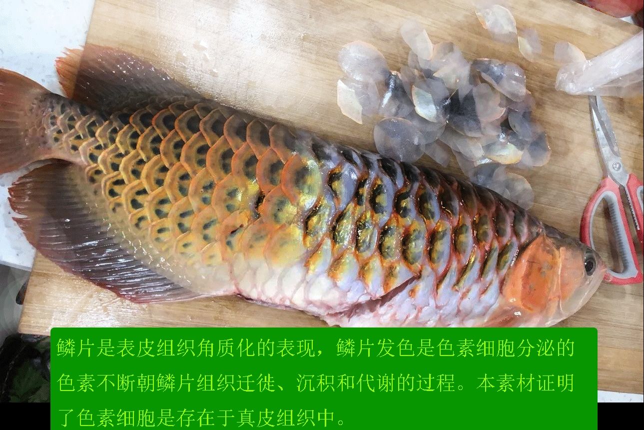 龍魚發(fā)色基礎(chǔ)理論 -- 色素細(xì)胞