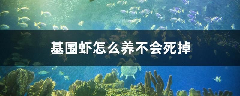 基圍蝦怎么養(yǎng)不會(huì)死掉 招財(cái)戰(zhàn)船魚