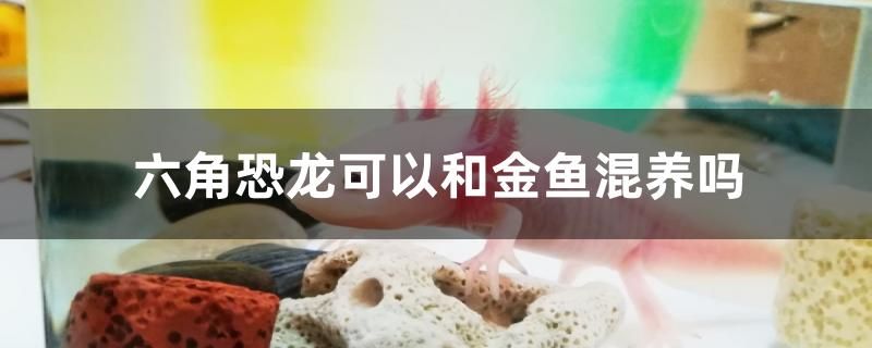 六角恐龍可以和金魚混養(yǎng)嗎 龍魚專用燈