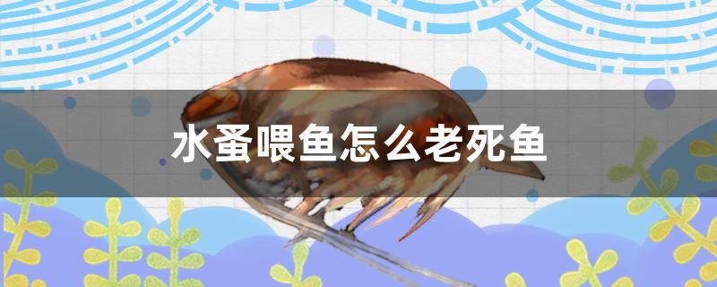 水蚤喂魚怎么老死魚