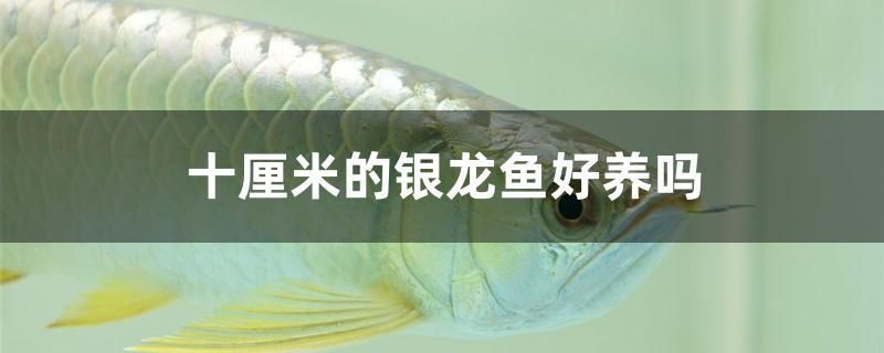 十厘米的銀龍魚好養(yǎng)嗎 青龍魚