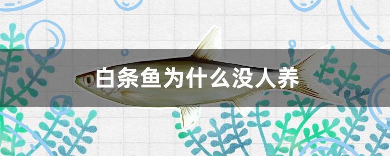 白條魚為什么沒(méi)人養(yǎng) 豹紋夫魚苗