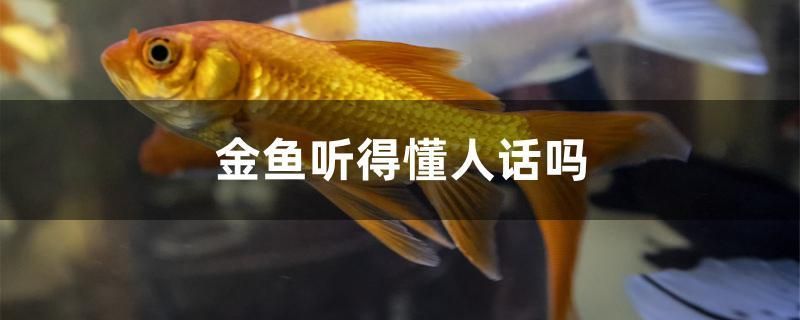 金魚聽得懂人話嗎 祥龍進口元寶鳳凰魚