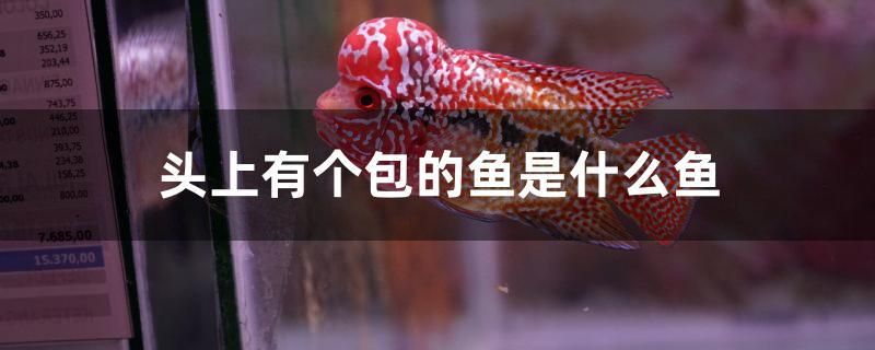 頭上有個(gè)包的魚(yú)是什么魚(yú) 硝化細(xì)菌