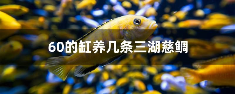 60的缸養(yǎng)幾條三湖慈鯛 委內瑞拉奧里諾三間魚苗