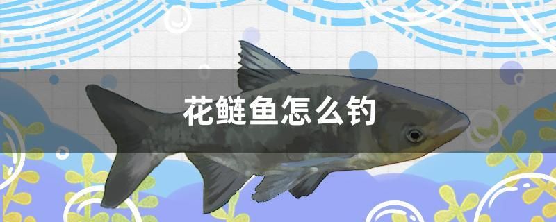 花鰱魚怎么釣 噴點菠蘿魚