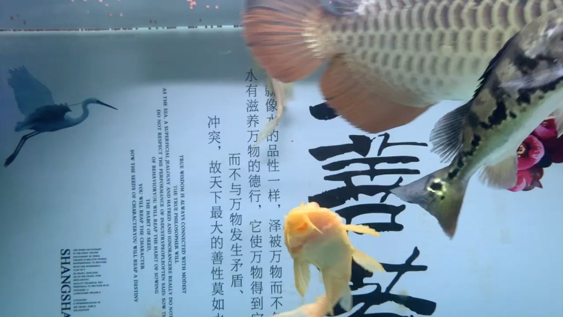 開吃 觀賞魚論壇 第1張