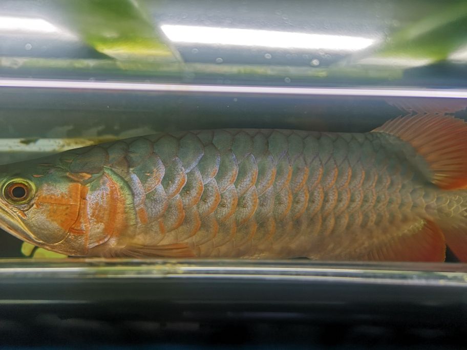 魚缸用制氧機(jī)（魚缸用制氧機(jī)原理） 其他品牌魚缸