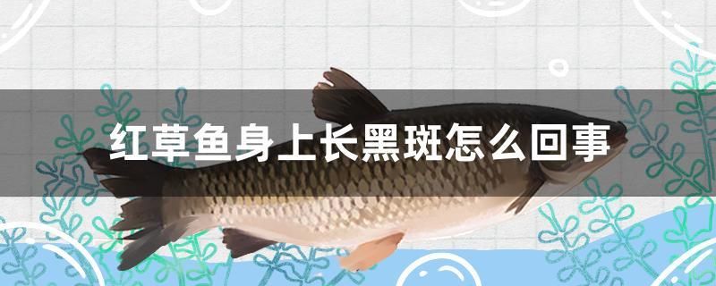 紅草魚身上長黑斑怎么回事 黑桃A魚