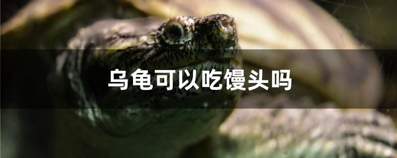 烏龜可以吃饅頭嗎