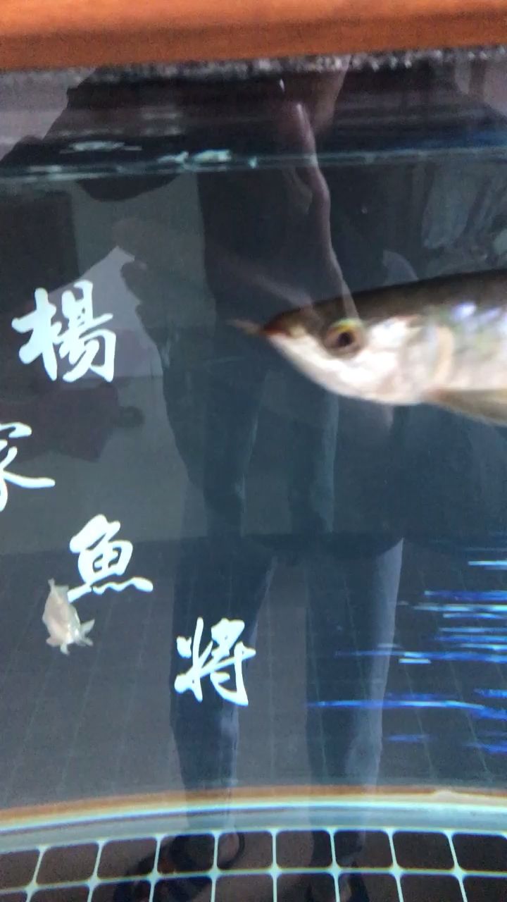 第一天  請(qǐng)魚(yú)兒回家 觀(guān)賞魚(yú)論壇 第2張