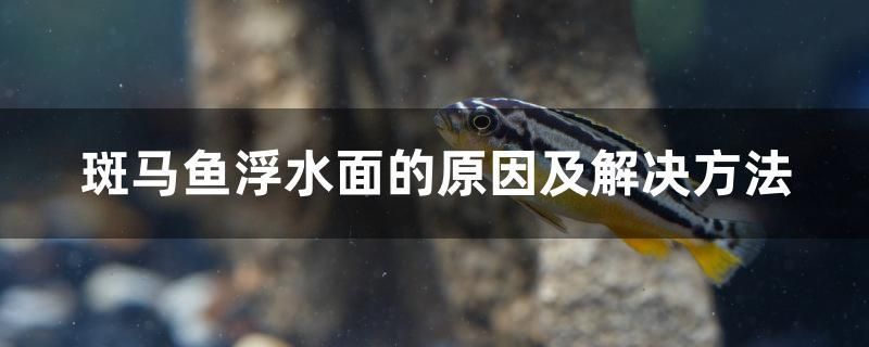 斑馬魚浮水面的原因及解決方法