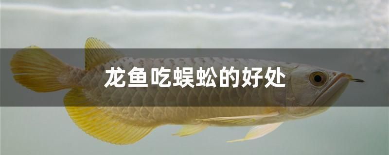 夜深人靜坐在缸前。 觀賞魚論壇 第2張