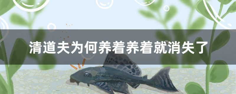 上海魚缸維修電話地址（上海上門維修魚缸） 羅漢魚批發(fā) 第2張