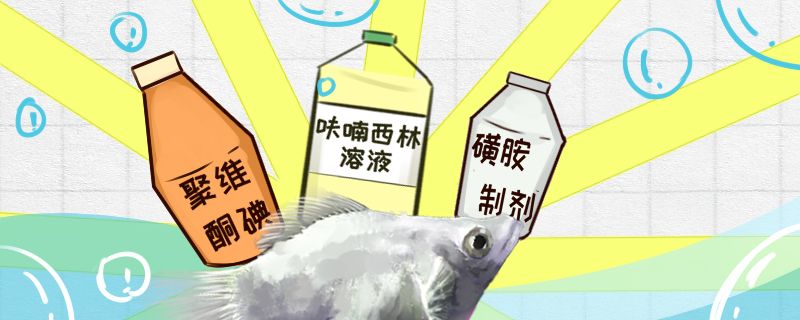 瑪麗魚得了白點病怎么治常見病治療方法