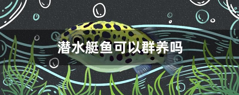 潛水艇魚可以群養(yǎng)嗎 申古銀版魚