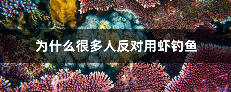 為什么很多人反對用蝦釣魚 進(jìn)口元寶鳳凰魚