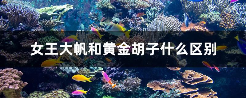 女王大帆和黃金胡子什么區(qū)別 魚缸清潔用具