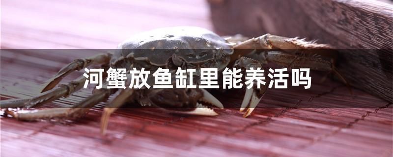 河蟹放魚(yú)缸里能養(yǎng)活嗎 銀河星鉆魚(yú)