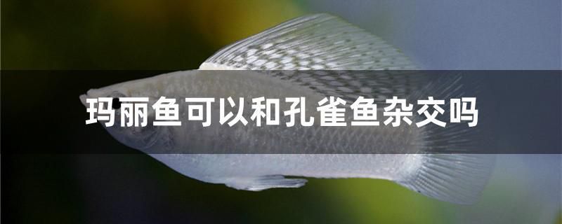 瑪麗魚可以和孔雀魚雜交嗎 泰國雪鯽魚