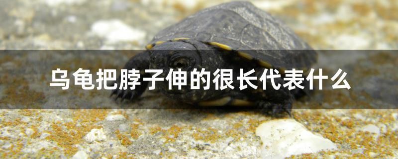 烏龜把脖子伸的很長代表什么 黑金魟魚