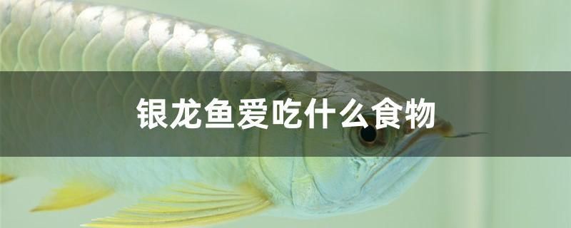 銀龍魚愛吃什么食物 白化火箭魚