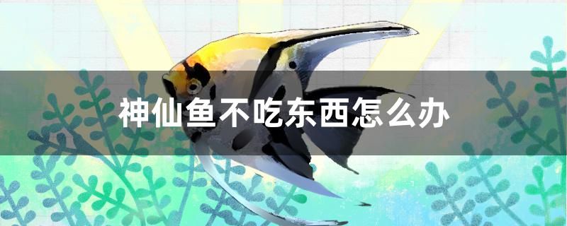 神仙魚不吃東西怎么辦 羅漢魚