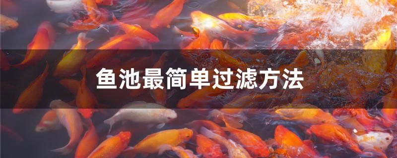 紅龍魚桿價格(50cm紅龍魚市價)