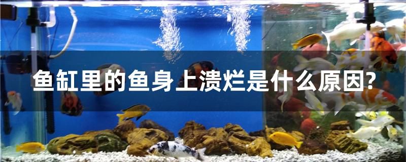 魚缸里的魚身上潰爛是什么原因？ 綠皮辣椒小紅龍