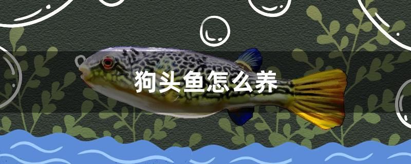 狗頭魚怎么養(yǎng)