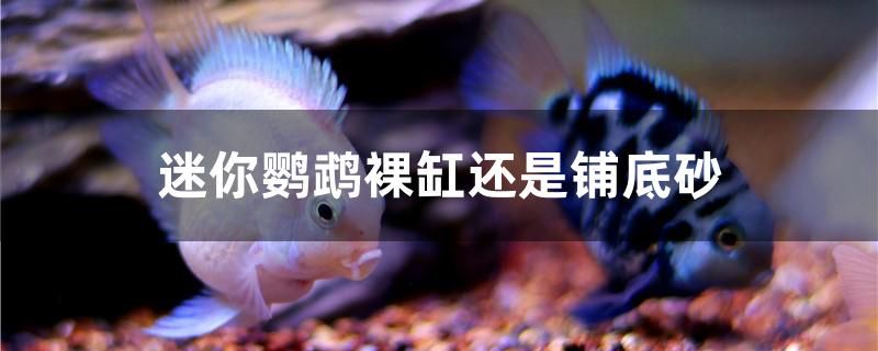 迷你鸚鵡裸缸還是鋪底砂 大正錦鯉魚