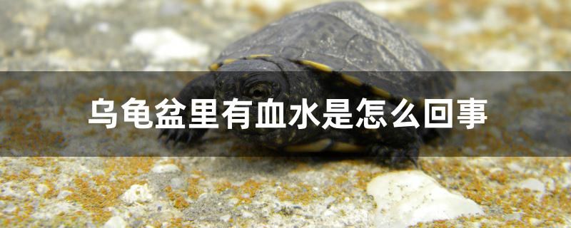 烏龜盆里有血水是怎么回事 海水魚