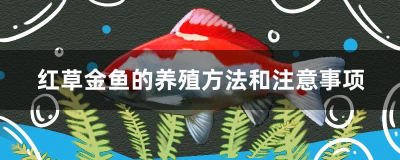 紅草金魚(yú)的養(yǎng)殖方法和注意事項(xiàng)