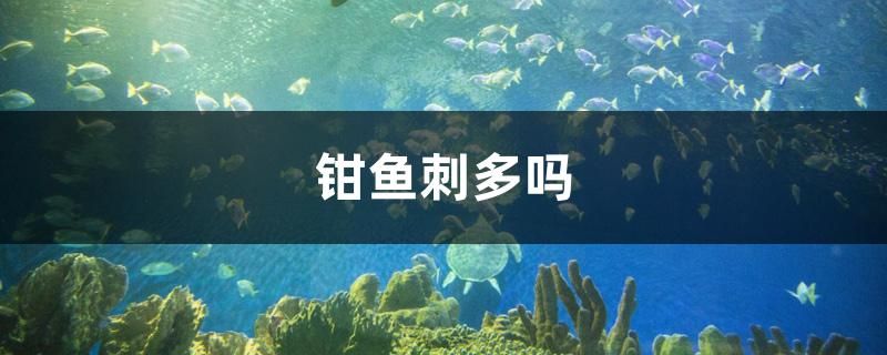 觀賞魚紅龍魚價(jià)格多少 紅龍魚貴不貴