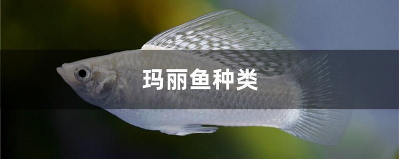 瑪麗魚(yú)種類 森森魚(yú)缸