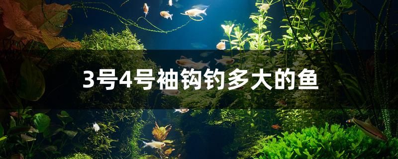 3號(hào)4號(hào)袖鉤釣多大的魚 蝴蝶鯉魚苗