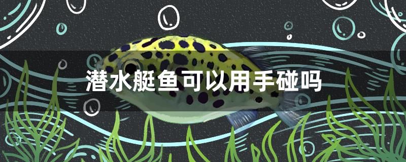 潛水艇魚可以用手碰嗎