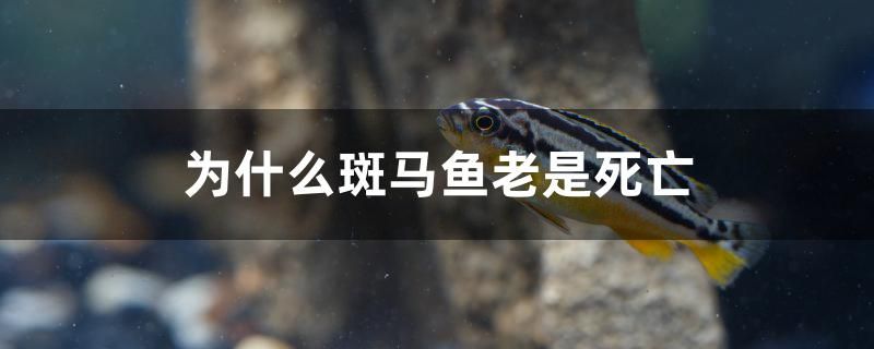 為什么斑馬魚老是死亡 朱巴利魚