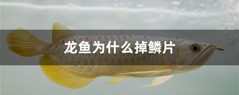 龍魚為什么掉鱗片