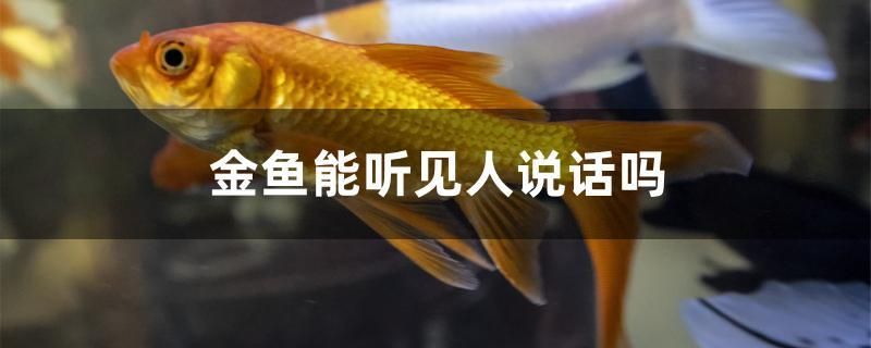 金魚能聽見人說話嗎 魚缸水質穩(wěn)定劑