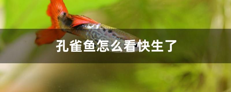 孔雀魚(yú)怎么看快生了 金龍魚(yú)糧