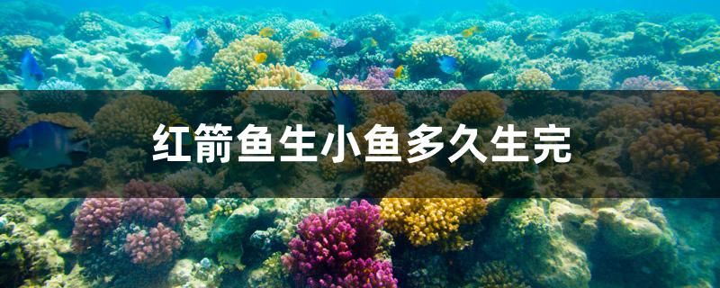 紅箭魚生小魚多久生完 祥龍魚藥系列