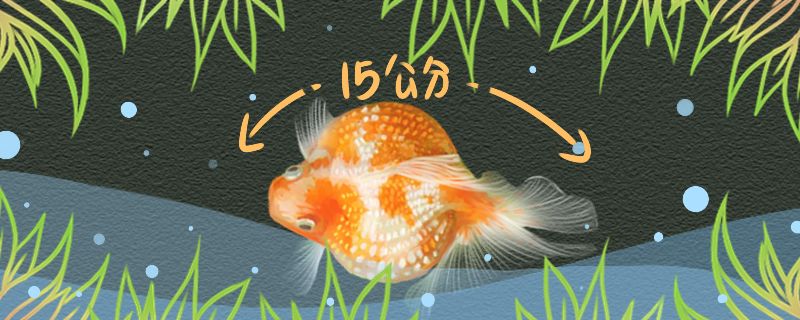 珍珠金魚(yú)能長(zhǎng)多大能活幾年 白子金龍魚(yú)